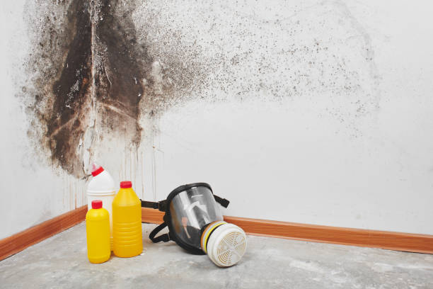 Best Best Mold Removal Companies  in Bellview, FL