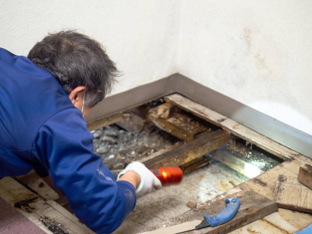 Best Commercial Mold Removal  in Bellview, FL
