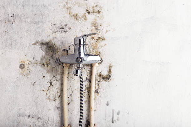 Best Same-Day Mold Removal  in Bellview, FL