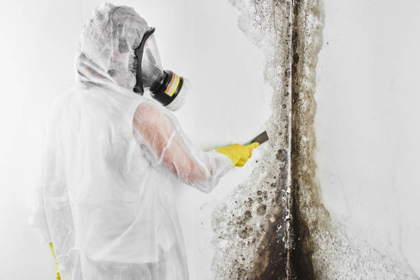 Best Certified Mold Removal  in Bellview, FL