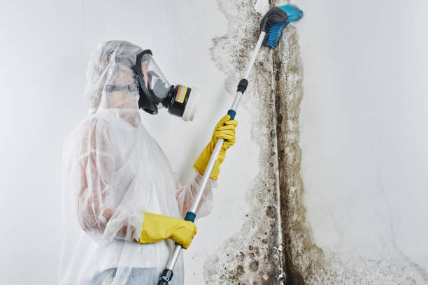 Best Mold Remediation  in Bellview, FL