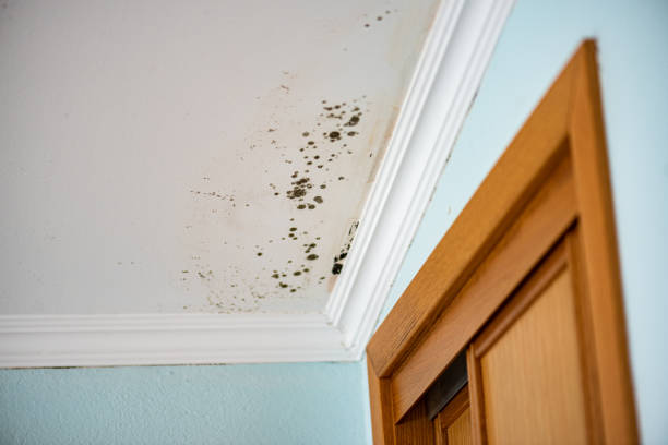 Best Mold Damage Repair  in Bellview, FL