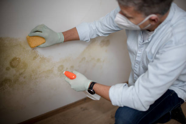 Best Affordable Mold Removal  in Bellview, FL