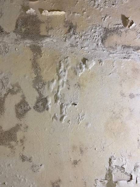 Best Local Mold Removal Service  in Bellview, FL