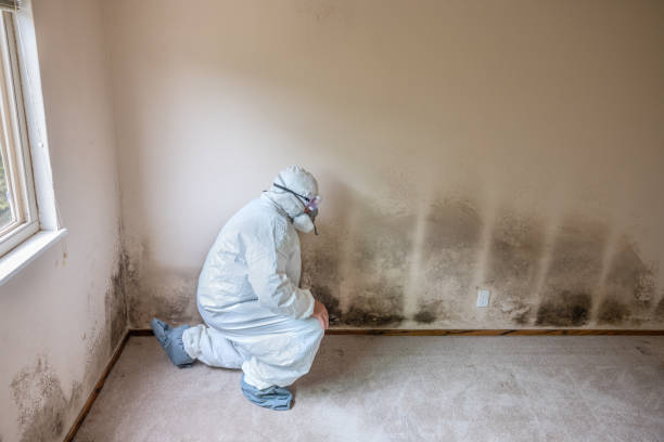 Best Mold Remediation Experts  in Bellview, FL