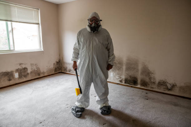 Home Mold Removal in Bellview, FL